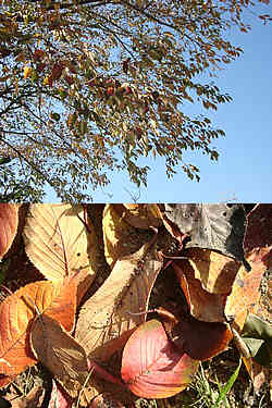 紅葉