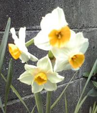 水仙の花